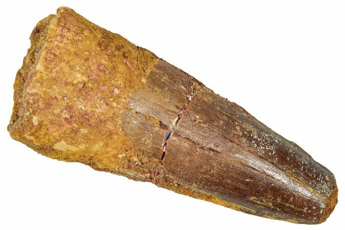 Fossil Spinosaurus Tooth - Feeding Worn Tip #350110